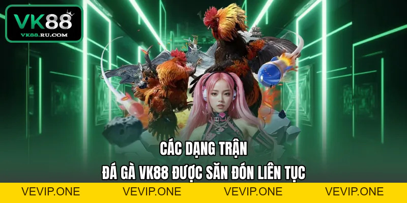Đá Gà VK88 – Sảnh Cược Chiến Kê Trực Tuyến Uy Tín